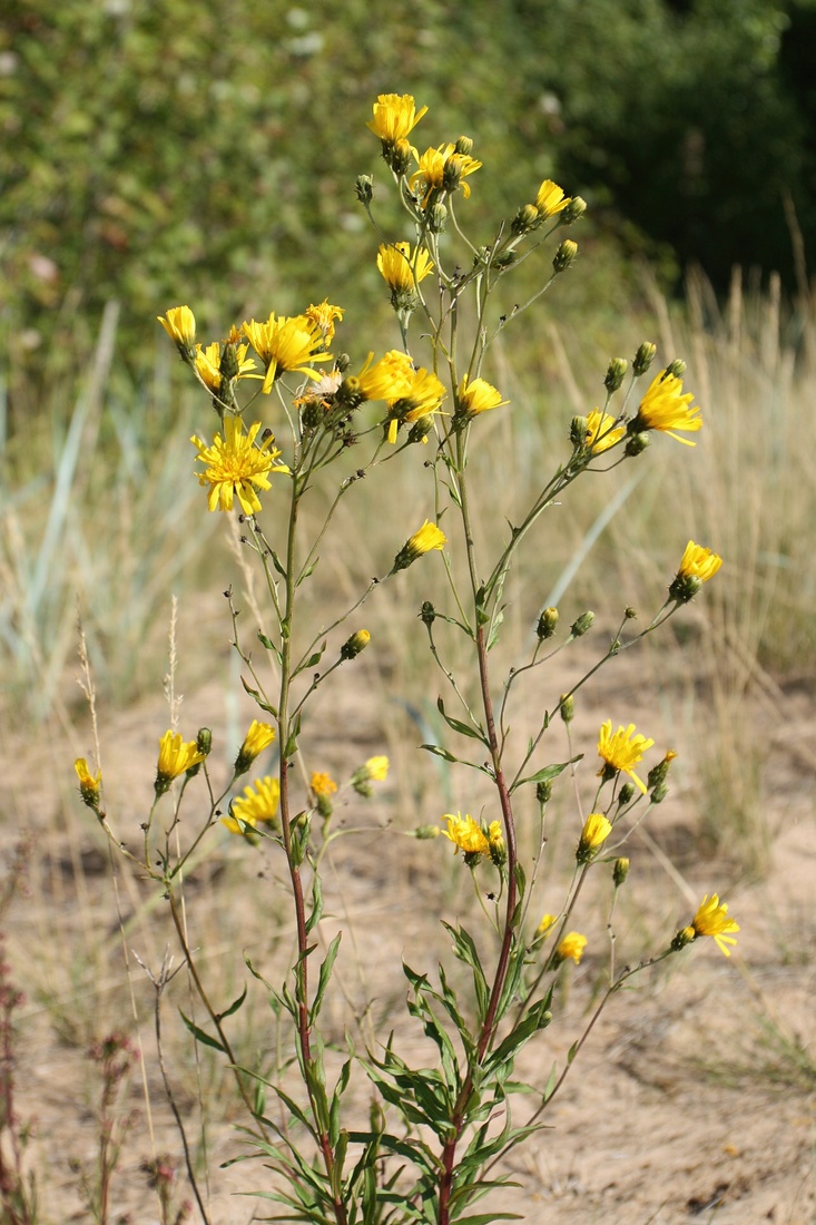 Изображение особи Hieracium umbellatum.