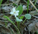 Viola alexandrowiana. Цветущее растение. Иркутская обл., Иркутский р-н, р. Иркут, о. Беляева, под ветвями черёмухи. 11.05.2020.