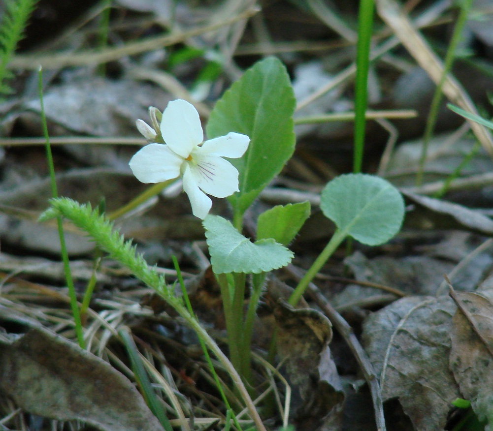 Image of Viola alexandrowiana specimen.