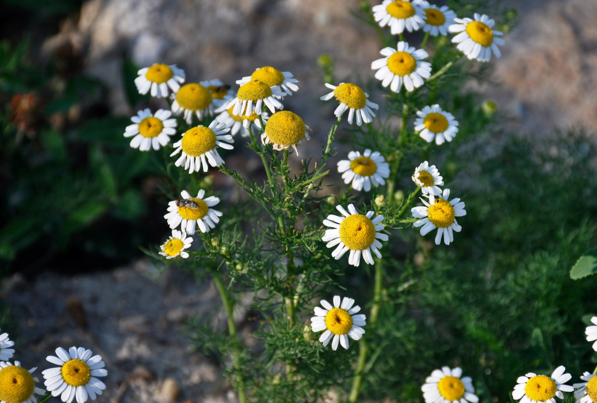 Изображение особи Tripleurospermum inodorum.