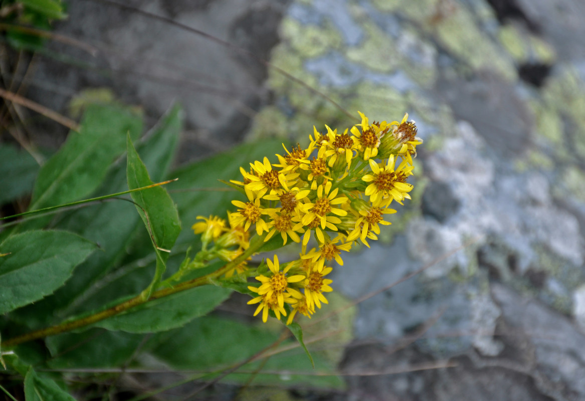 Image of Solidago virgaurea specimen.