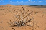 Xanthium spinosum