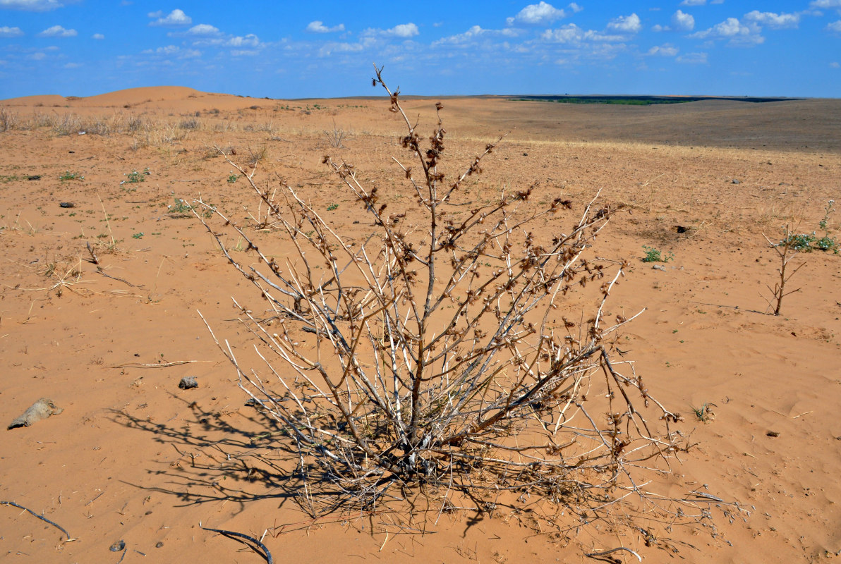 Изображение особи Xanthium spinosum.