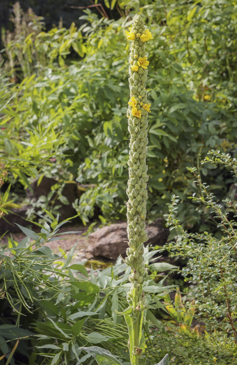 Image of Verbascum thapsus specimen.