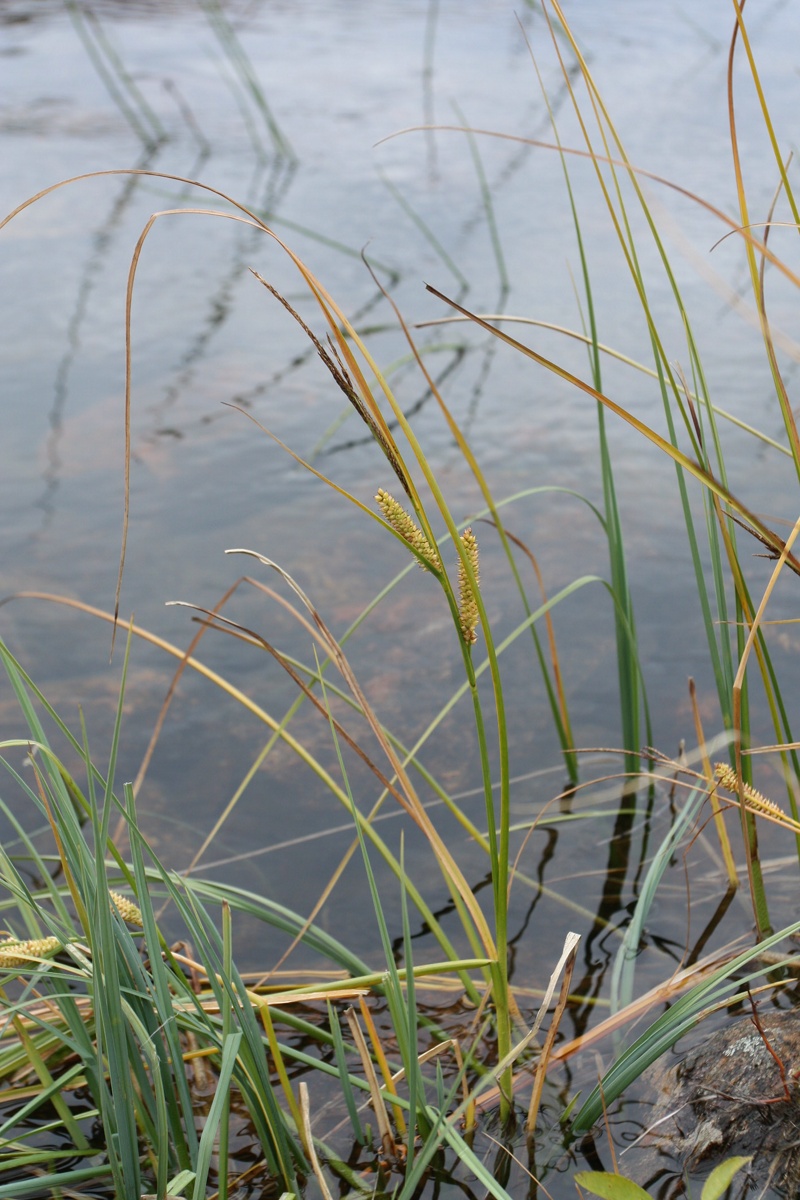 Изображение особи Carex rostrata.