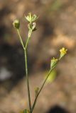 Bupleurum asperuloides. Верхушка побега с соцветиями и соплодиями. Крым, Севастополь, окр. мыса Фиолент. 6 сентября 2013 г.