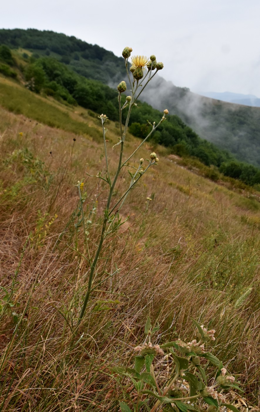 Изображение особи Centaurea salonitana.