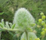 Astragalus maximus. Развивающееся соцветие. Кабардино-Балкария, Эльбрусский р-н, окр. с. Нейтрино, ок. 1900 м н.у.м., каменистый склон. 08.07.2020.