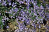 Limonium scoparium. Часть соцветия. Астраханская обл., Лиманский р-н, окр. с. Воскресеновка, берег ерика Семёновский банк. 20.08.2020.