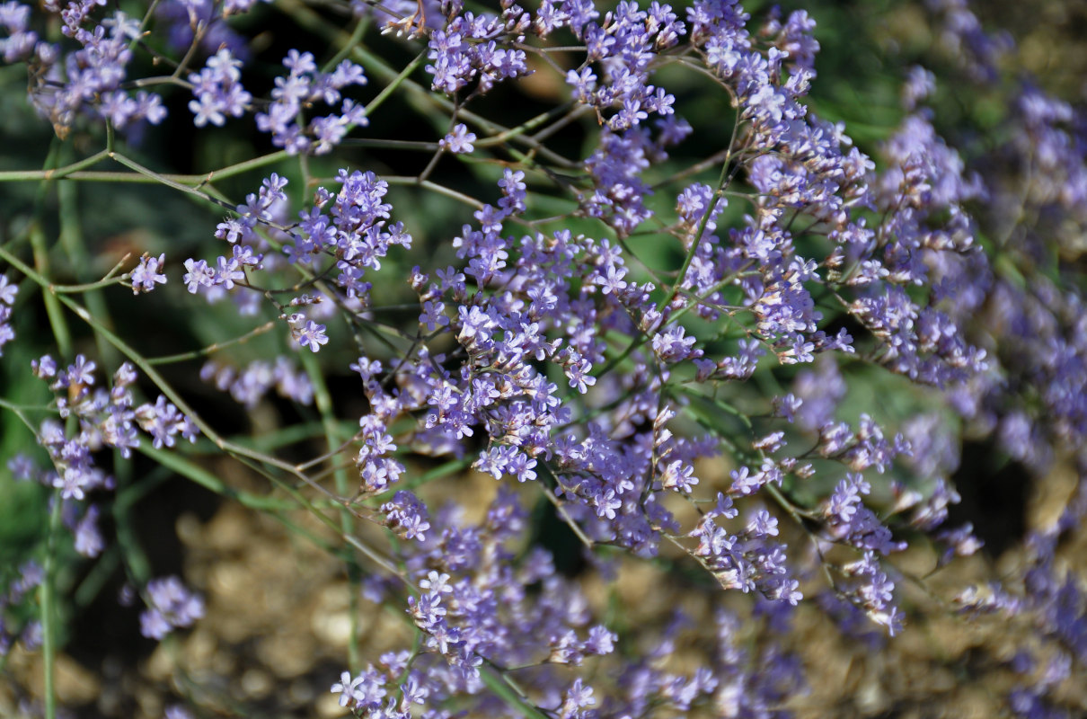 Изображение особи Limonium scoparium.