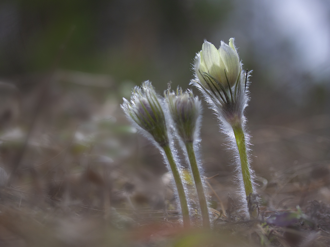 Image of Pulsatilla patens specimen.