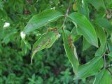 Cornus mas