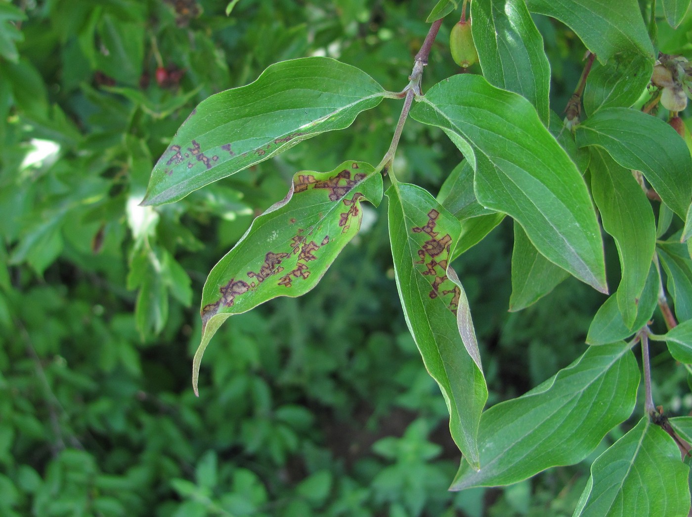 Image of Cornus mas specimen.