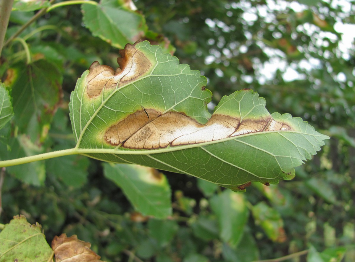 Image of genus Morus specimen.