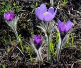 Pulsatilla patens