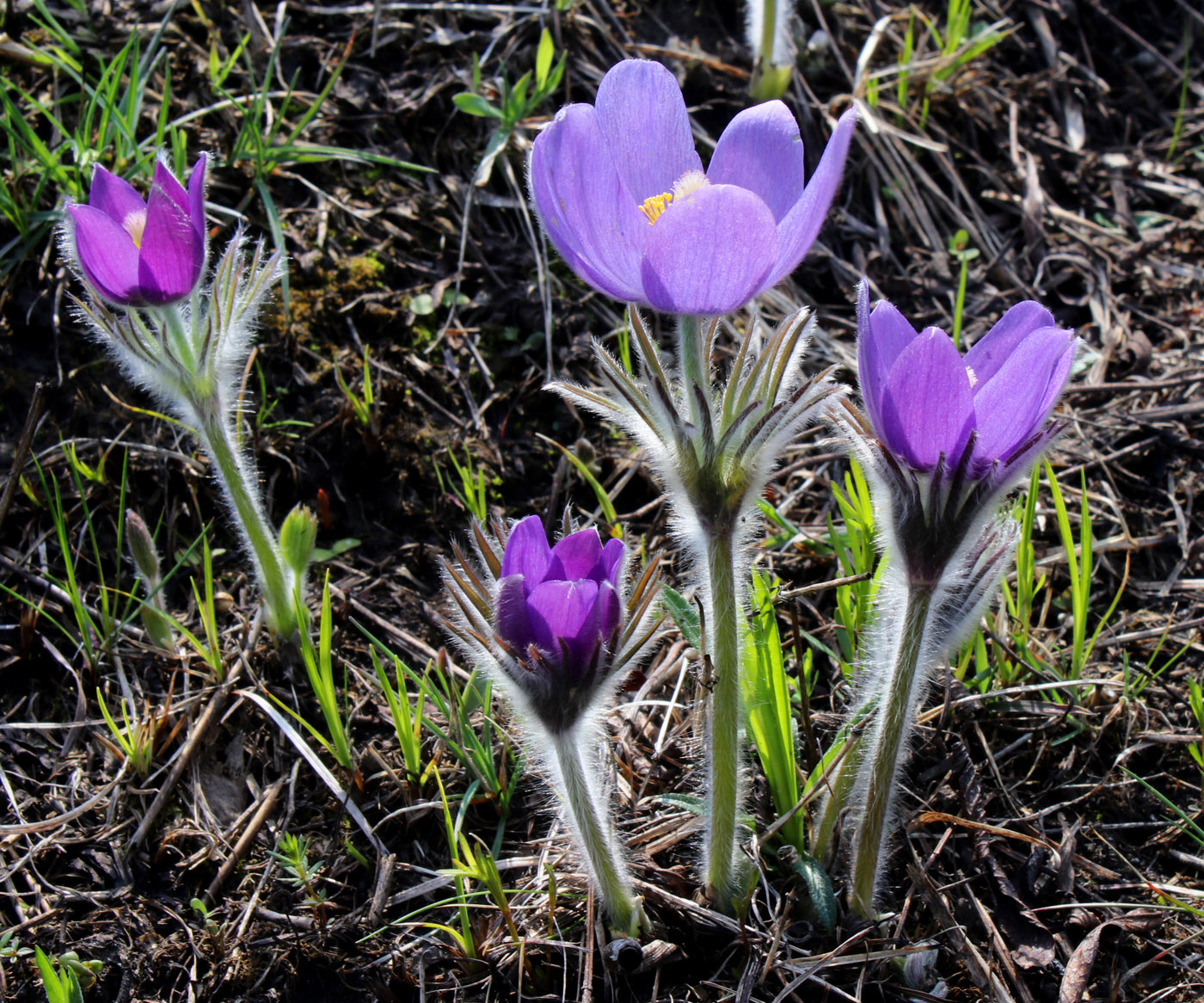 Image of Pulsatilla patens specimen.