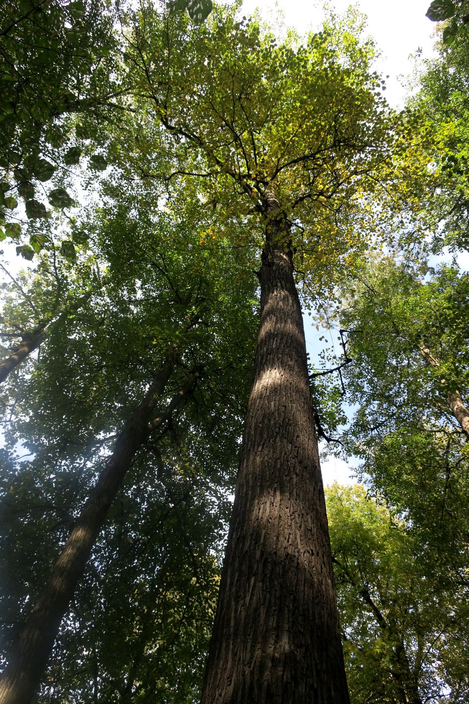 Image of Populus &times; sibirica specimen.