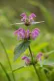 Lamium maculatum. Верхушка цветущего растения. Краснодарский край, м/о г. Новороссийск, южный склон Маркотхского хребта, заросли грабинника. 02.05.2021.