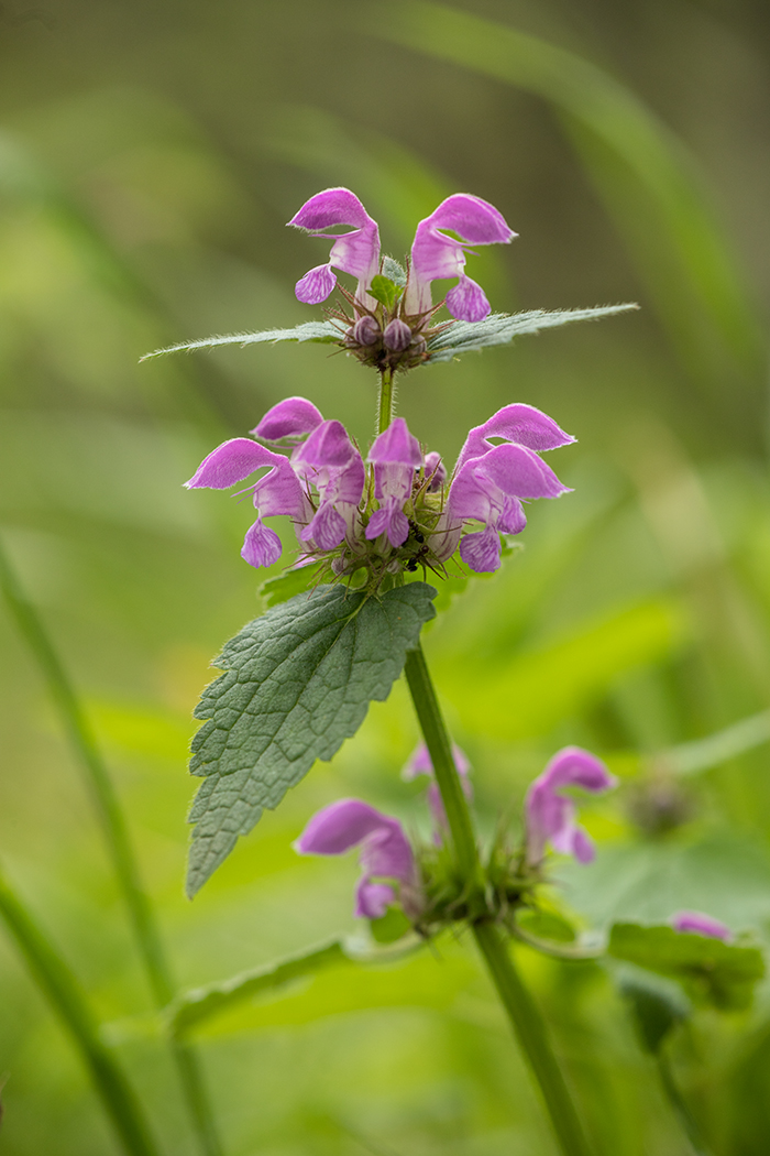 Изображение особи Lamium maculatum.