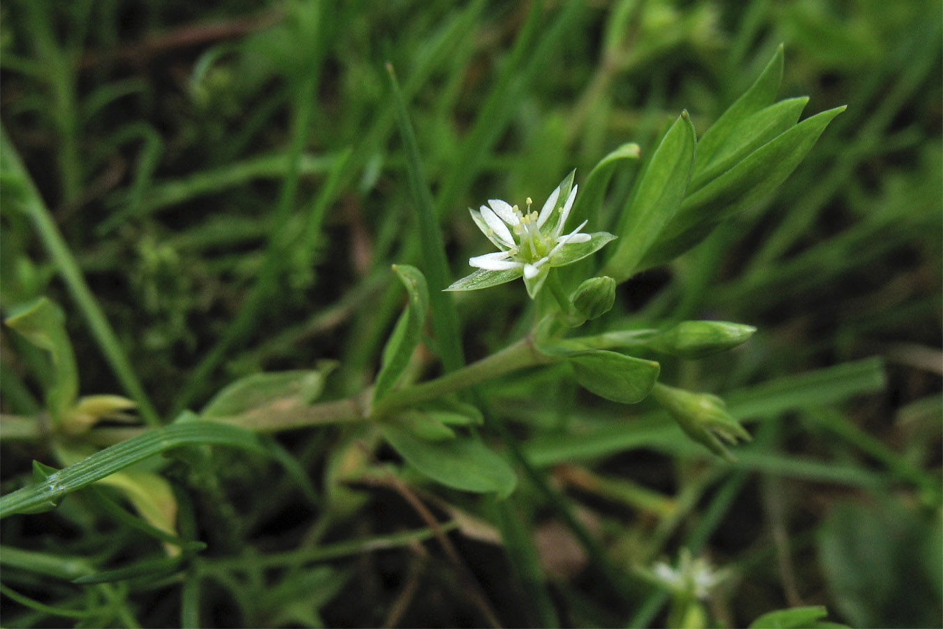 Image of Stellaria alsine specimen.