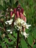 Astragalus frigidus