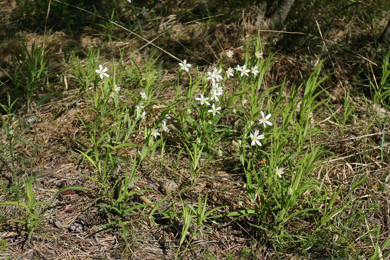 Image of Stellaria holostea specimen.