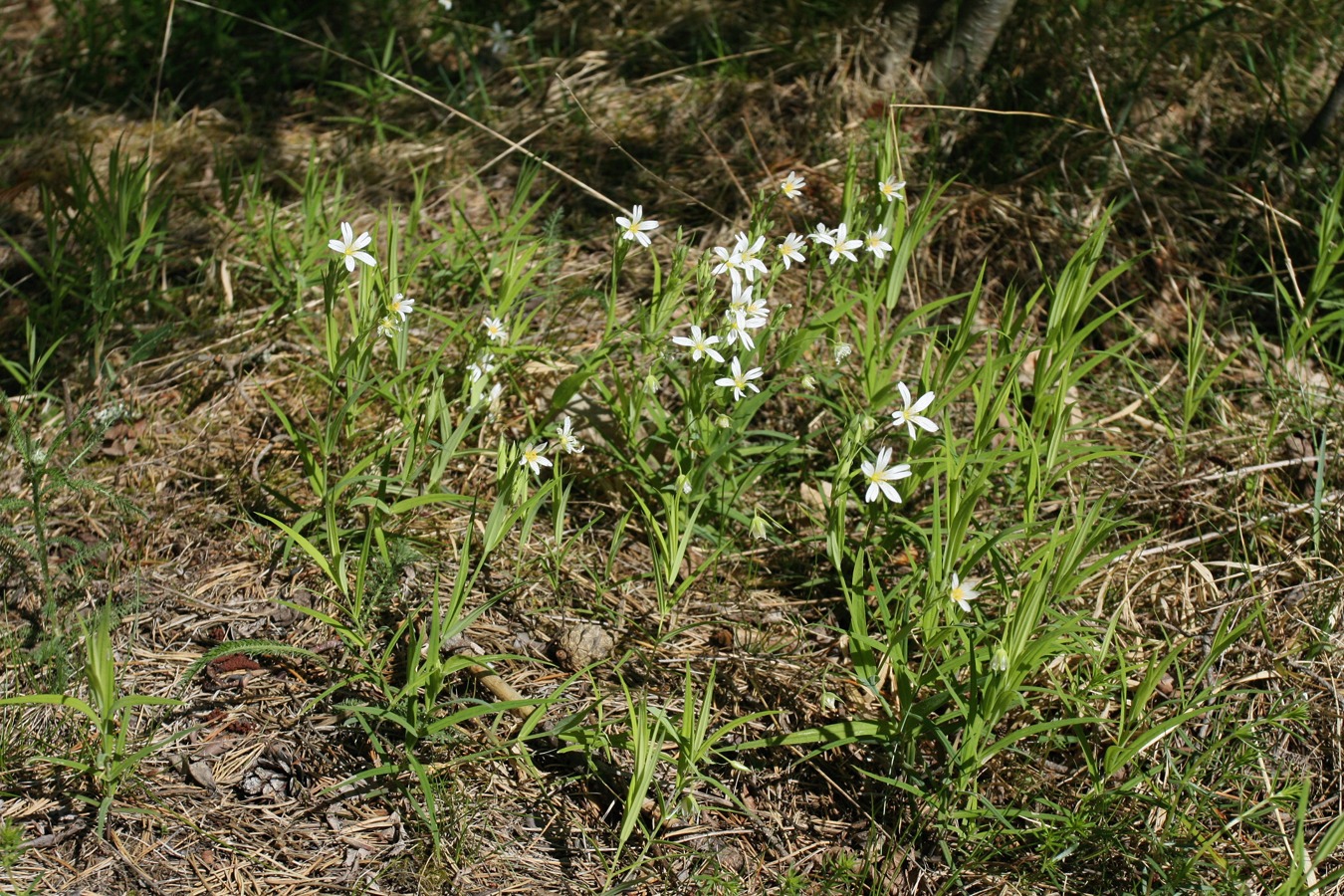 Image of Stellaria holostea specimen.