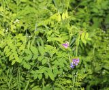 Lathyrus pilosus