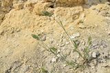 Bromus hordeaceus