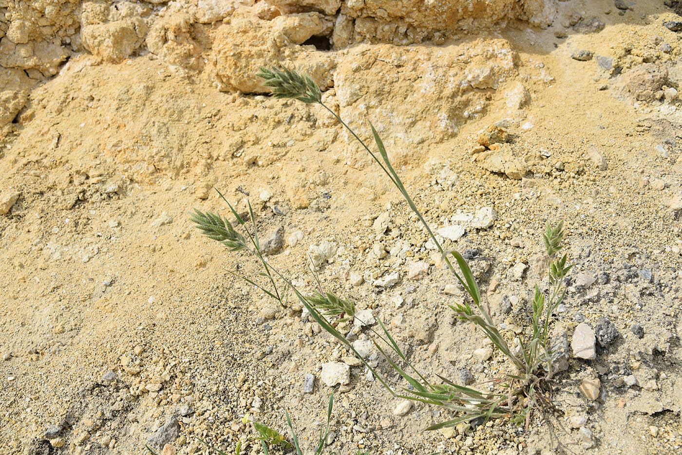 Изображение особи Bromus hordeaceus.