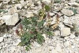 Hedysarum candidum