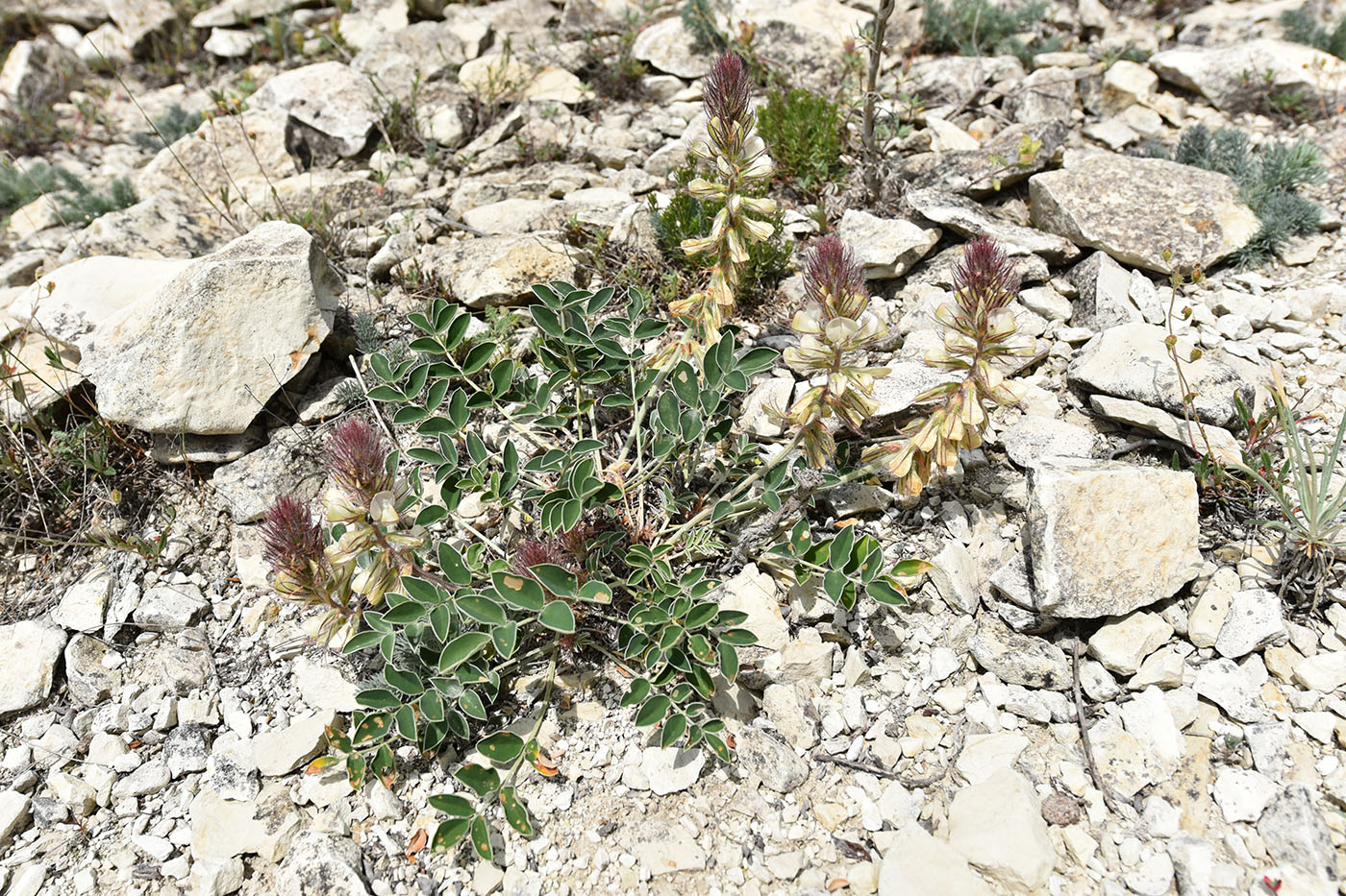 Image of Hedysarum candidum specimen.