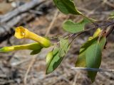 Nicotiana glauca. Верхушка побега с соцветием и повреждёнными листьями. Греция, Эгейское море, о. Сирос, пос. Манна (Μάννα), обочина автодороги, рядом с автосервисом. 26.04.2021.