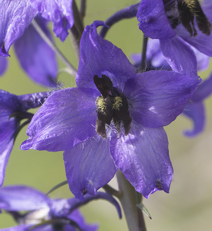 Image of Delphinium flexuosum specimen.