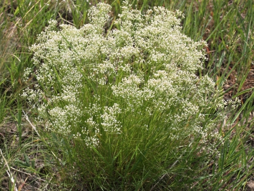 Image of Eremogone longifolia specimen.