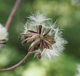 Crepis sibirica