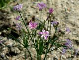 Allium neriniflorum