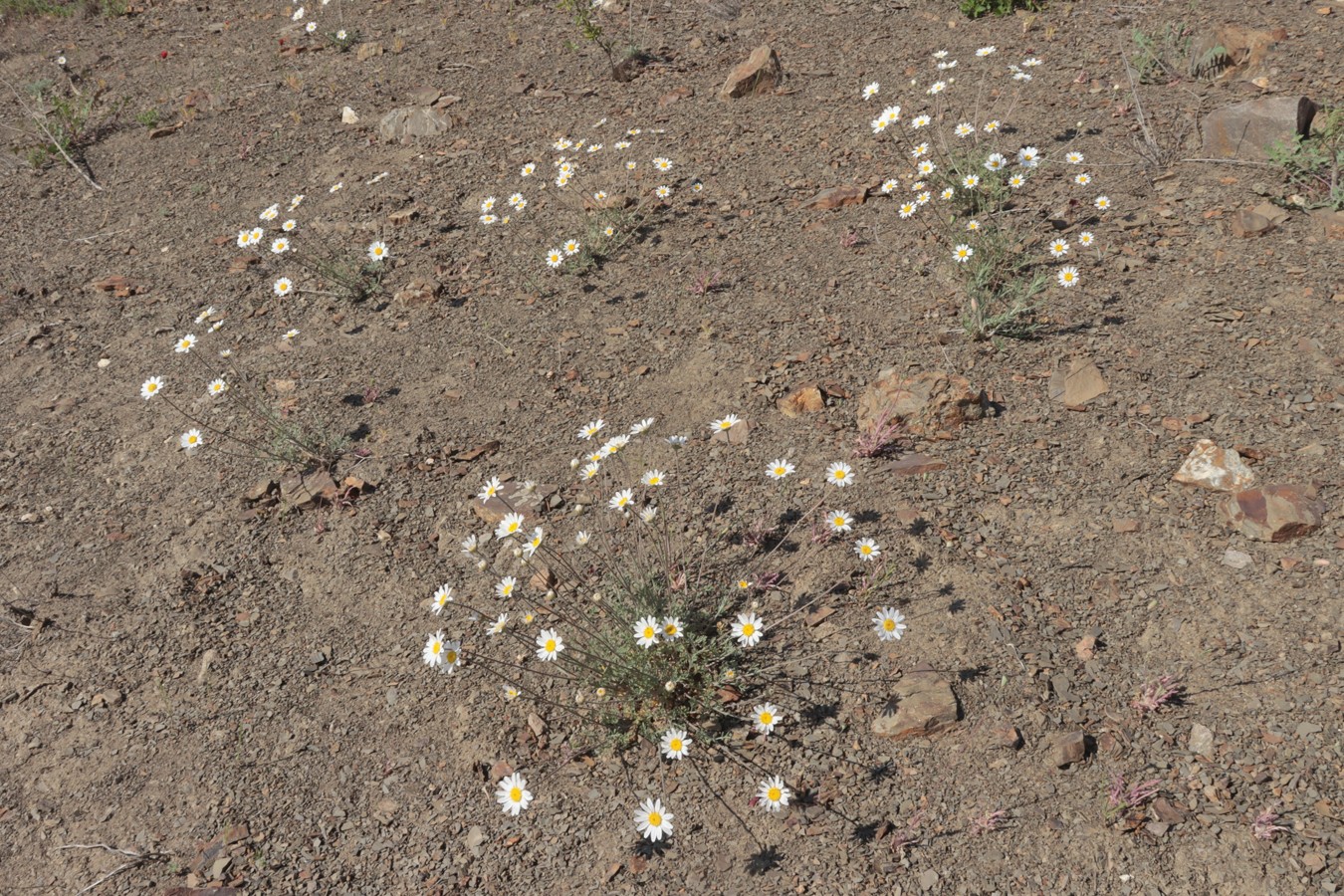 Image of Anthemis sterilis specimen.