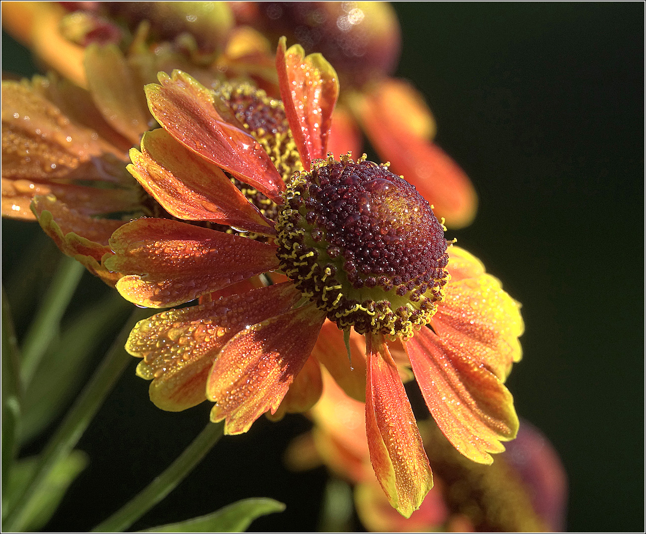 Image of Helenium autumnale specimen.