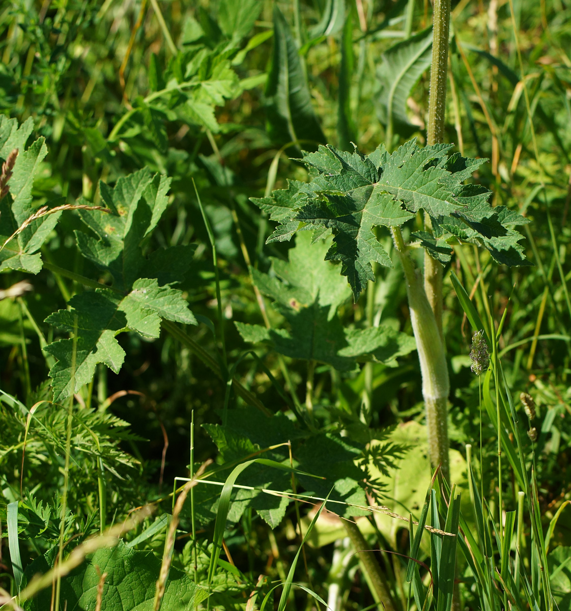 Image of Heracleum sibiricum specimen.