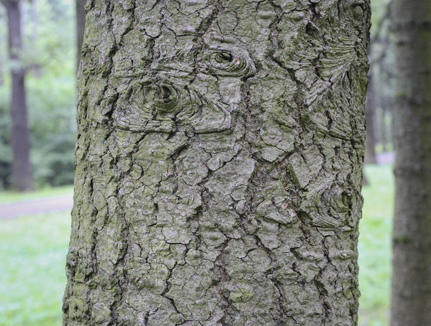 Image of Abies grandis specimen.