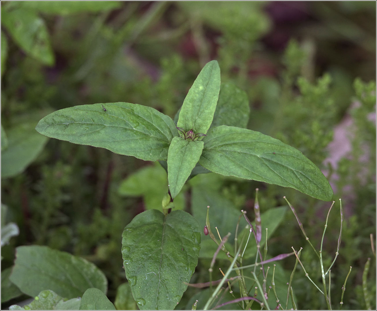 Image of Prunella vulgaris specimen.