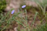 Linum macrorhizum