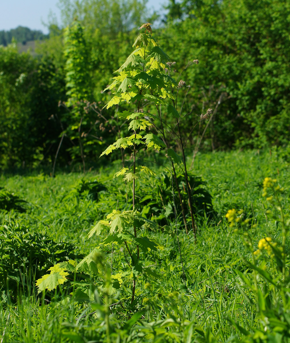 Изображение особи Acer platanoides.