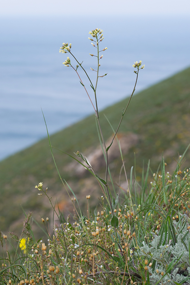 Изображение особи Camelina rumelica.