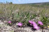 Psephellus sumensis. Цветущее растение. Белгородская обл., Ровеньский р-н, окр. с. Нагольное, петрофитная степь. 03.05.2016.