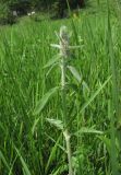 Stachys germanica