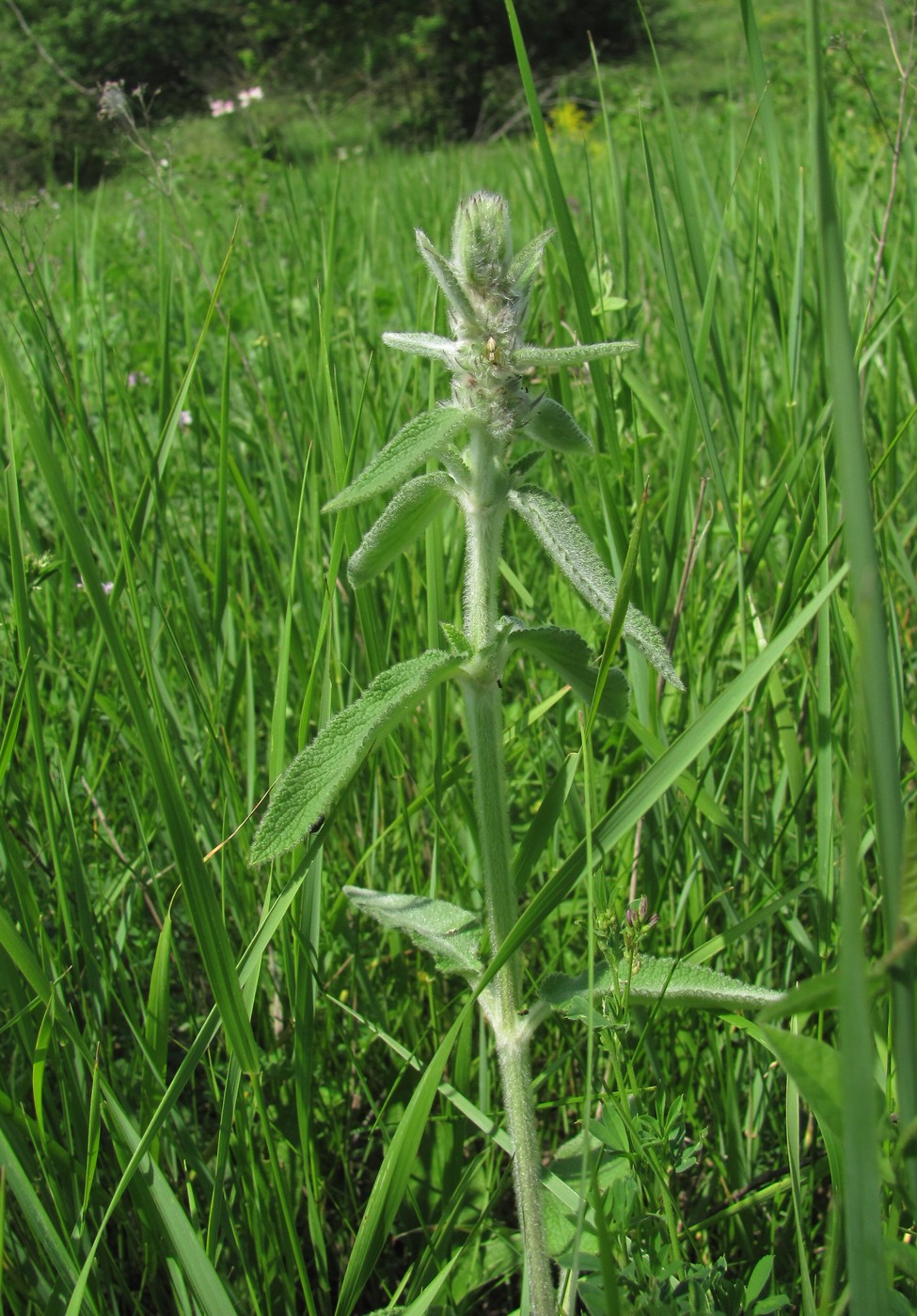 Image of Stachys germanica specimen.