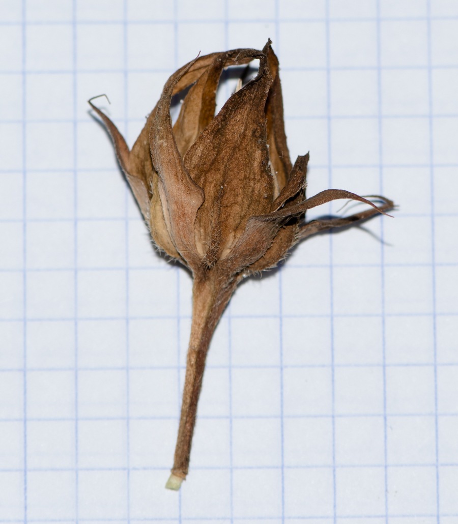 Изображение особи Hibiscus panduriformis.