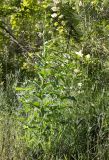 Смотреть изображение Vincetoxicum hirundinaria